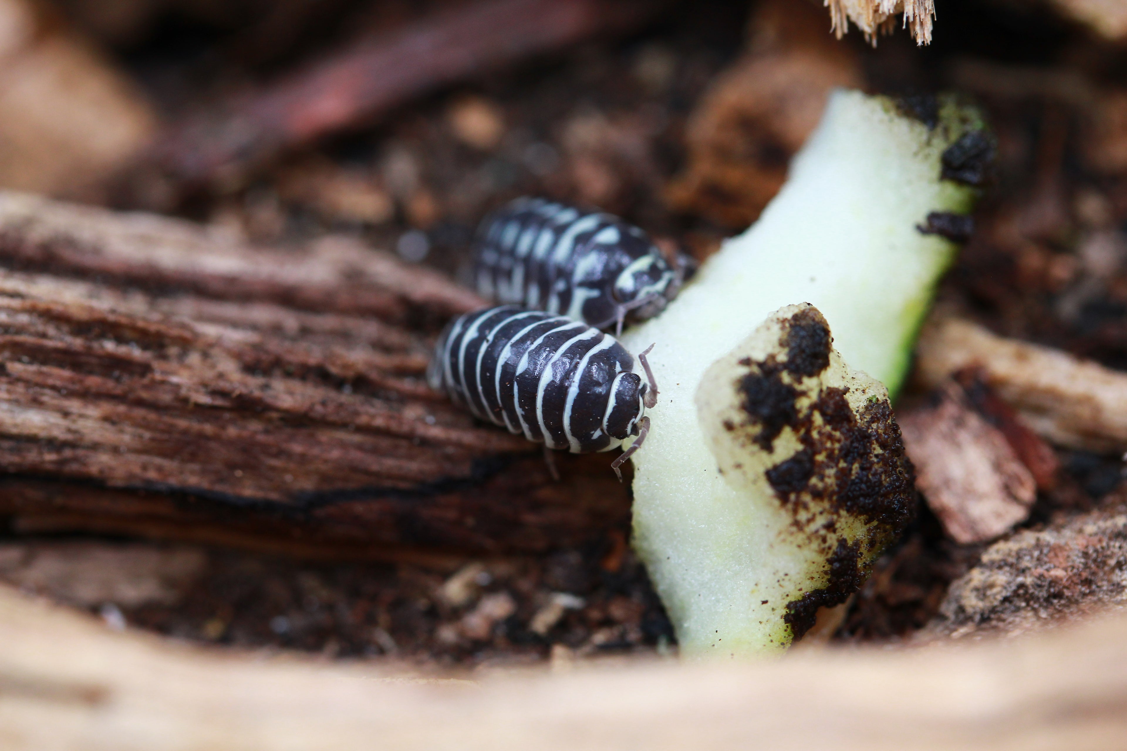 Zebrarollassel | Armadillidium maculatum