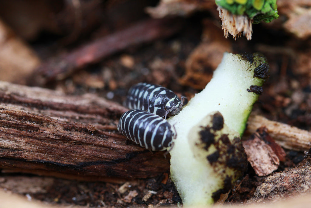 Zebrarollassel | Armadillidium maculatum