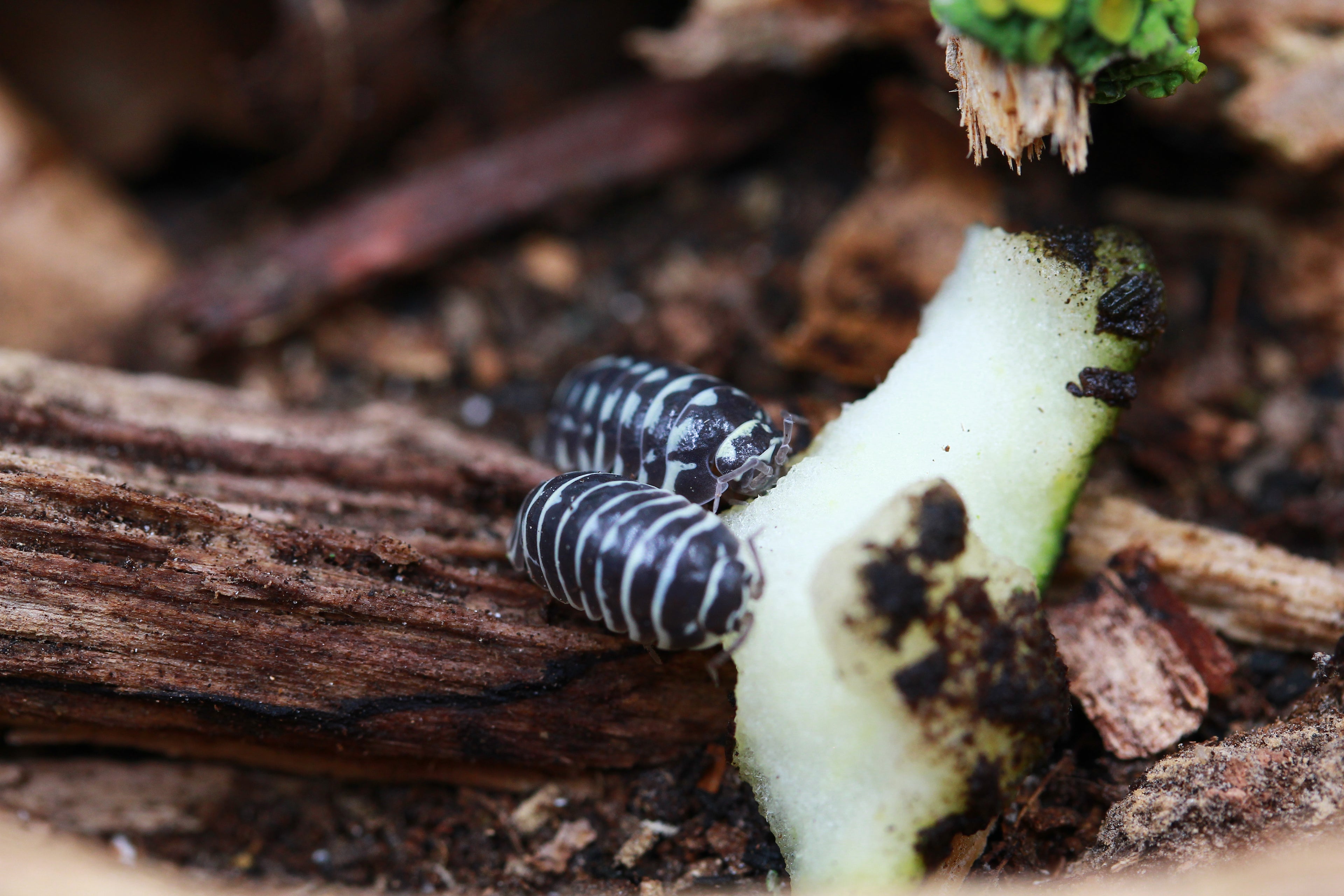 Zebrarollassel | Armadillidium maculatum