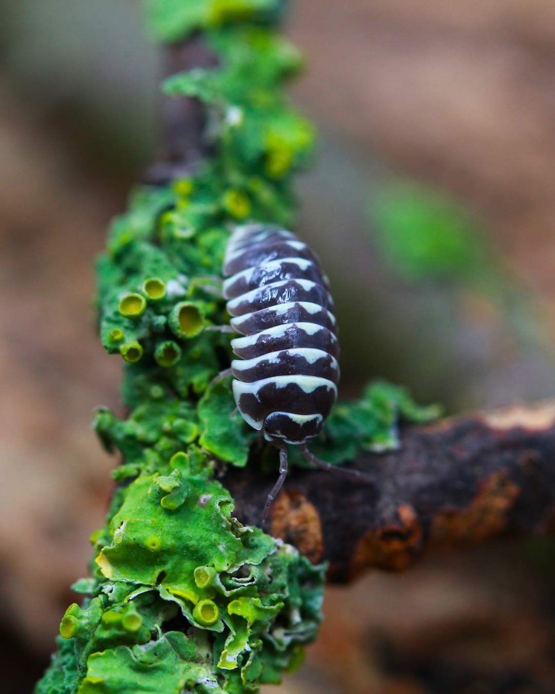 Zebrarollassel | Armadillidium maculatum