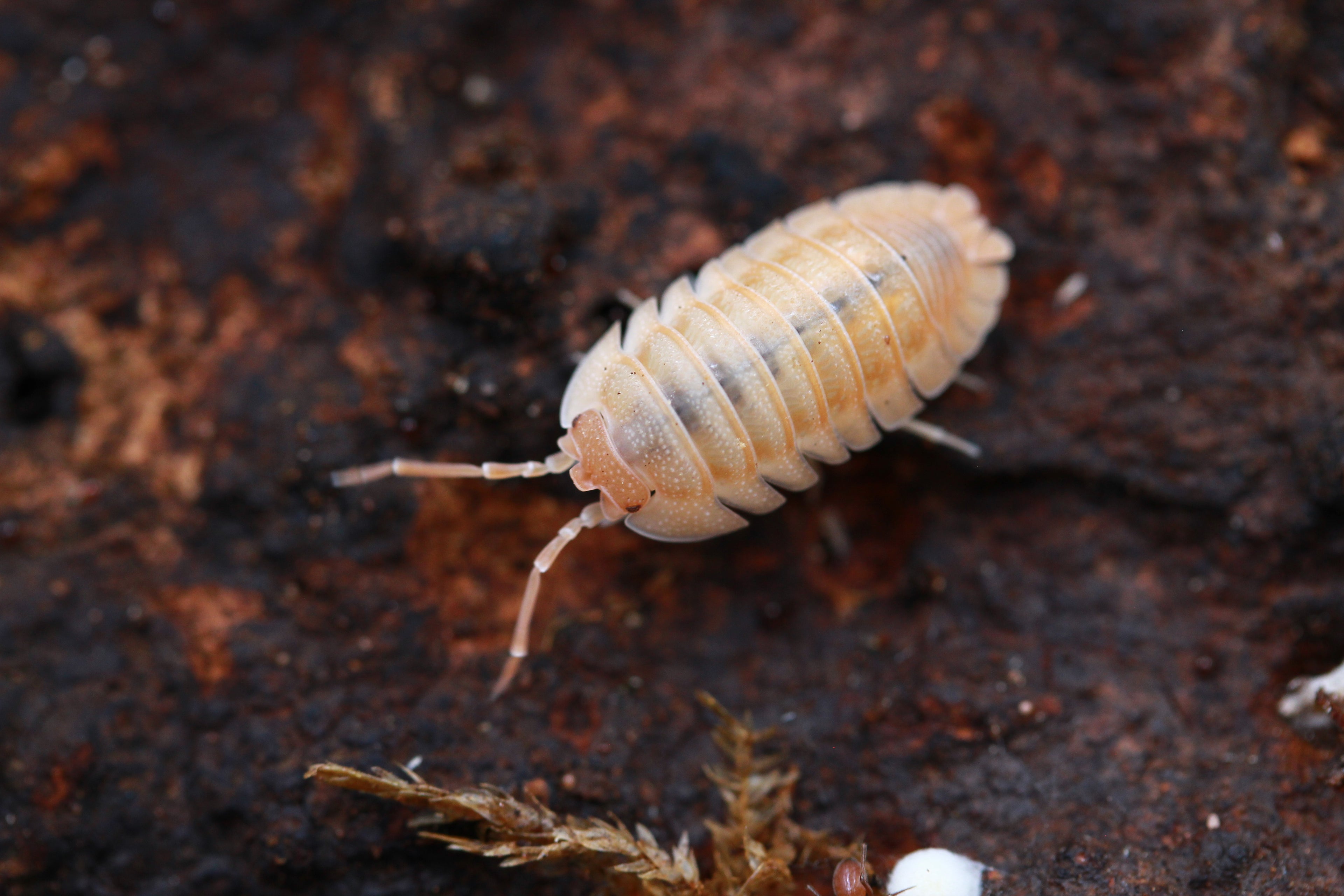 Nasenrollassel „Peach“  | Armadillidium nasatum