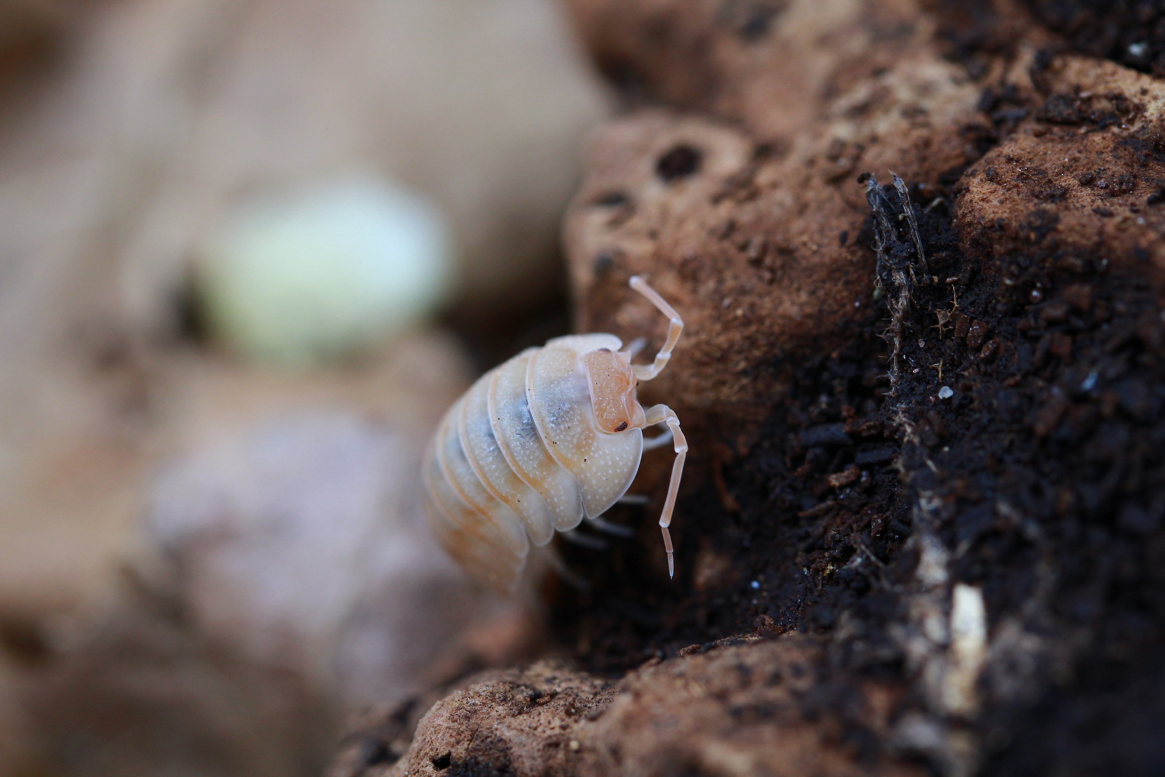 Nasenrollassel „Peach“  | Armadillidium nasatum