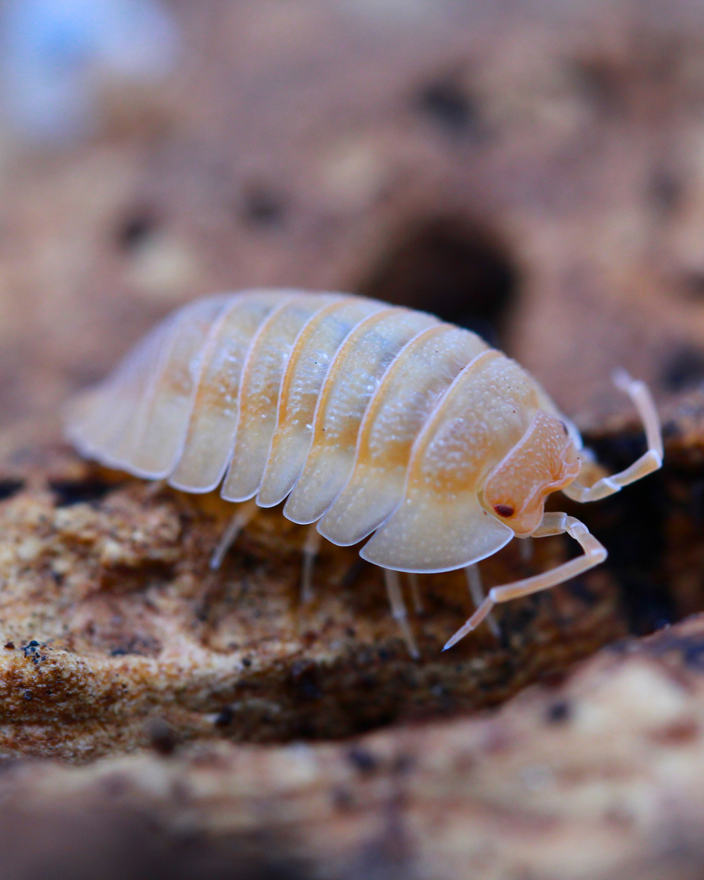 Nasenrollassel „Peach“  | Armadillidium nasatum