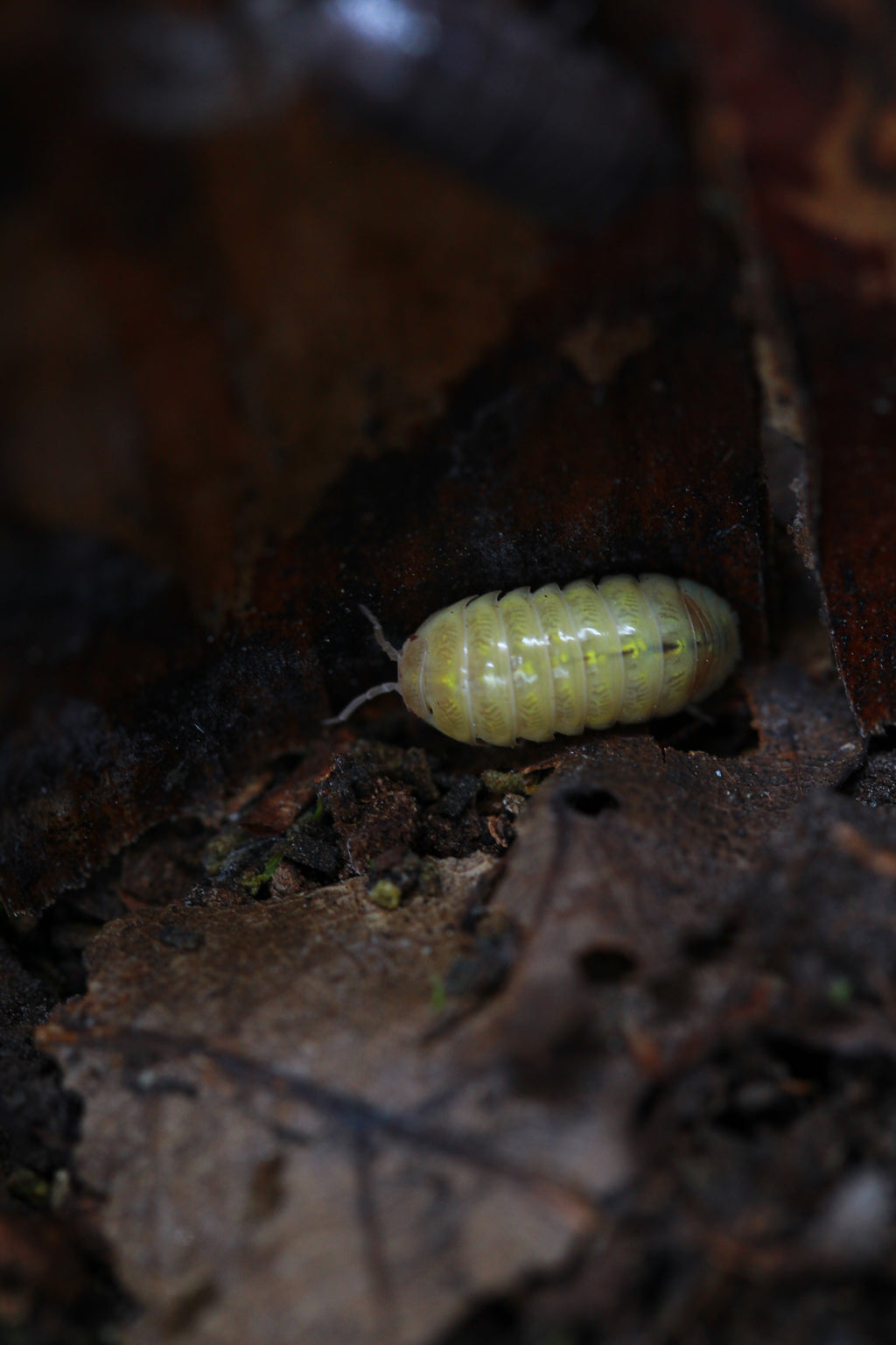 Albino | Armadillidium sp.