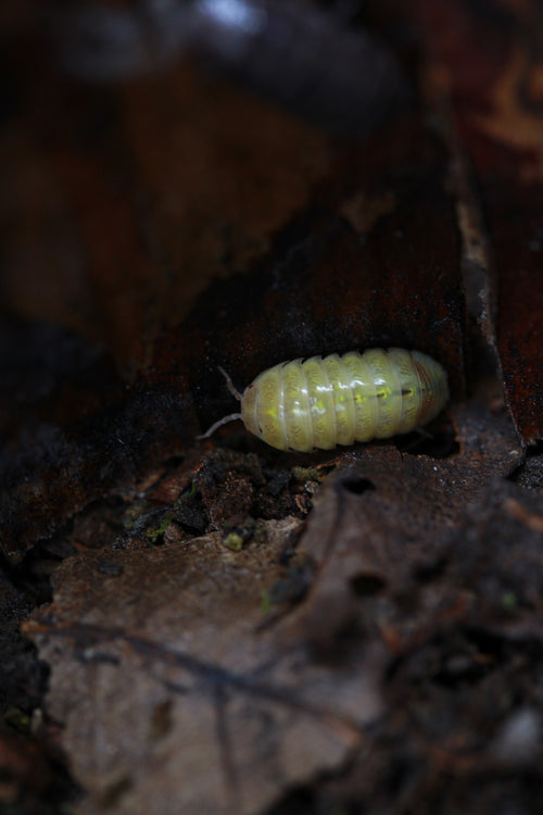Albino | Armadillidium sp.