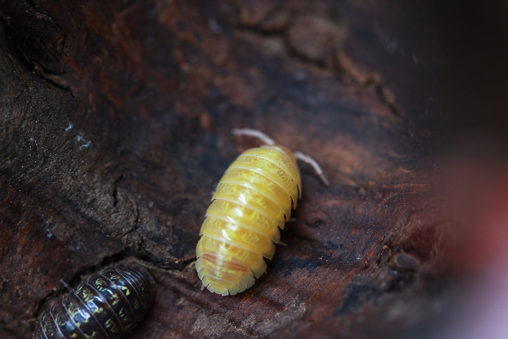 Albino | Armadillidium sp.