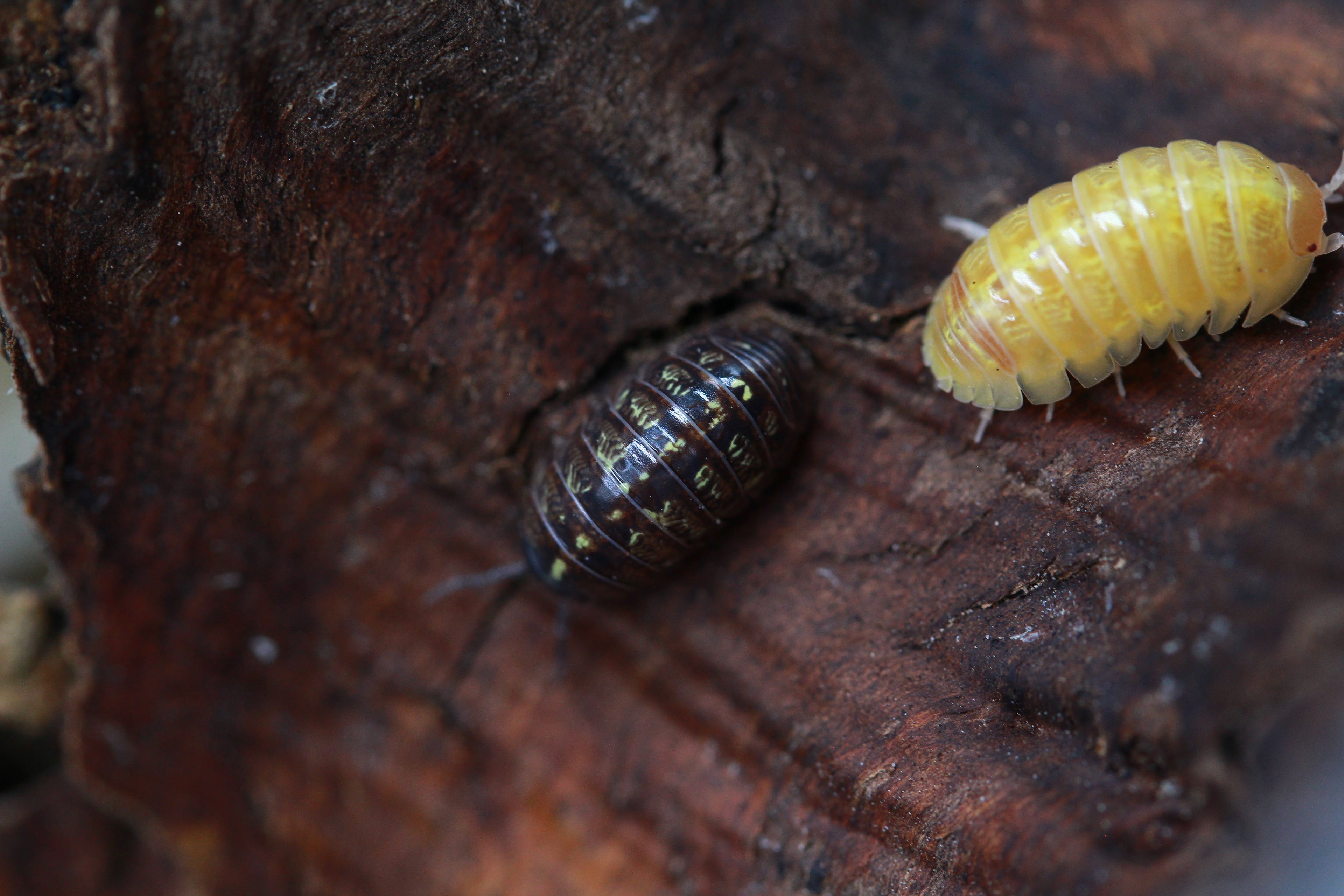 Albino | Armadillidium sp.