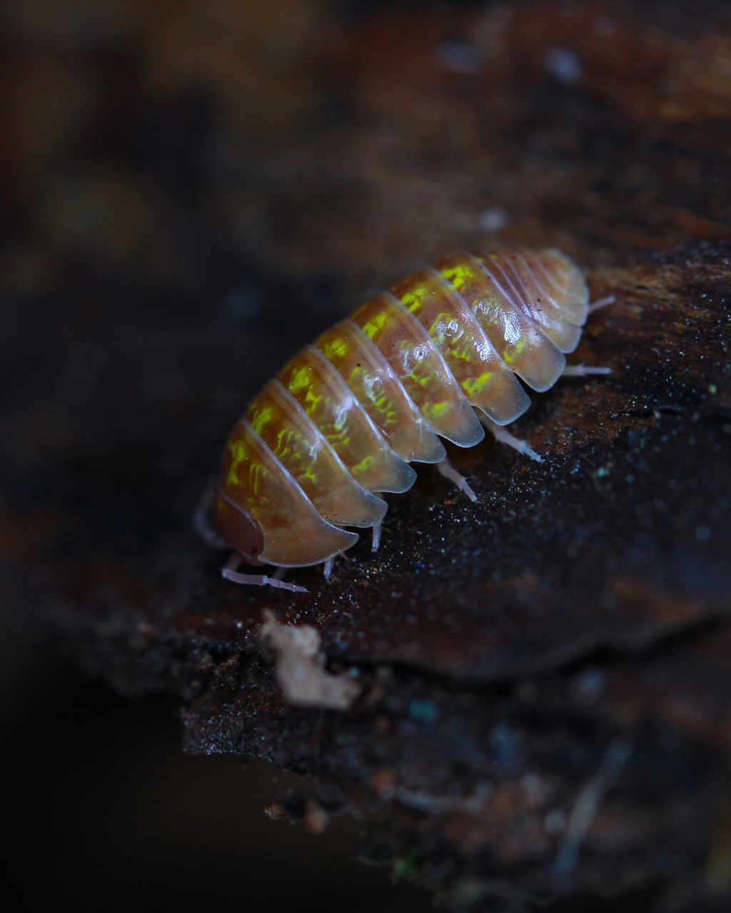 Albino | Armadillidium sp.