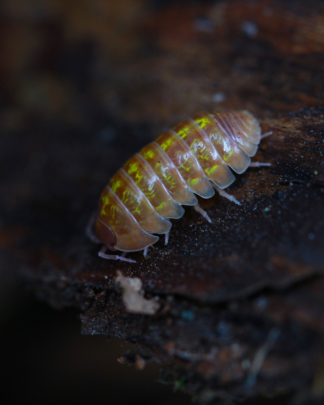 Albino | Armadillidium sp.