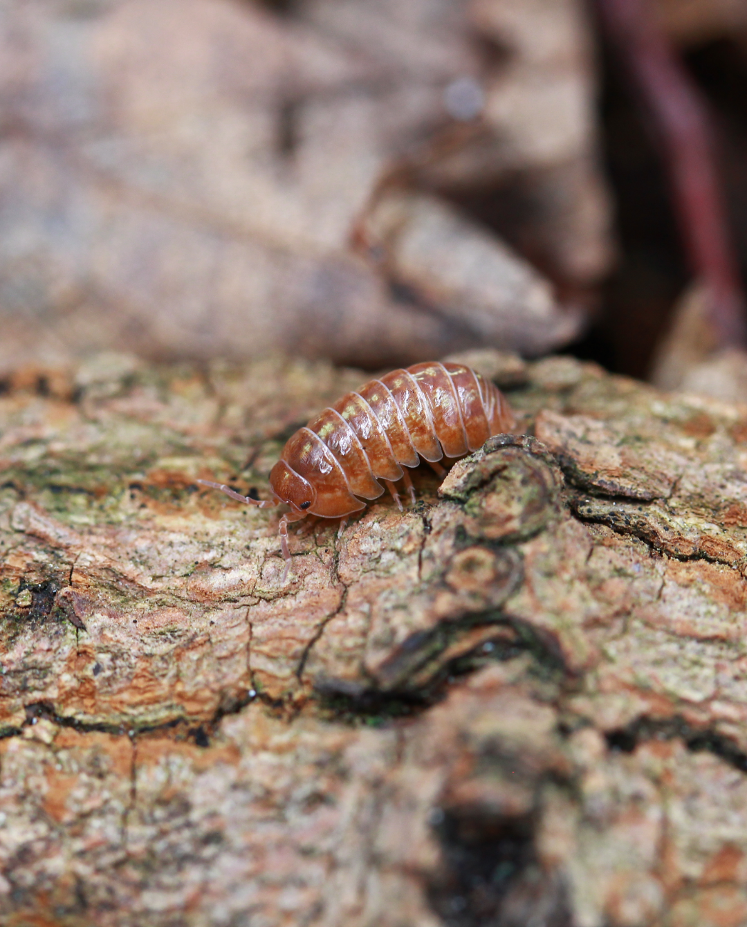 St. Lucia | Armadillidium vulgare