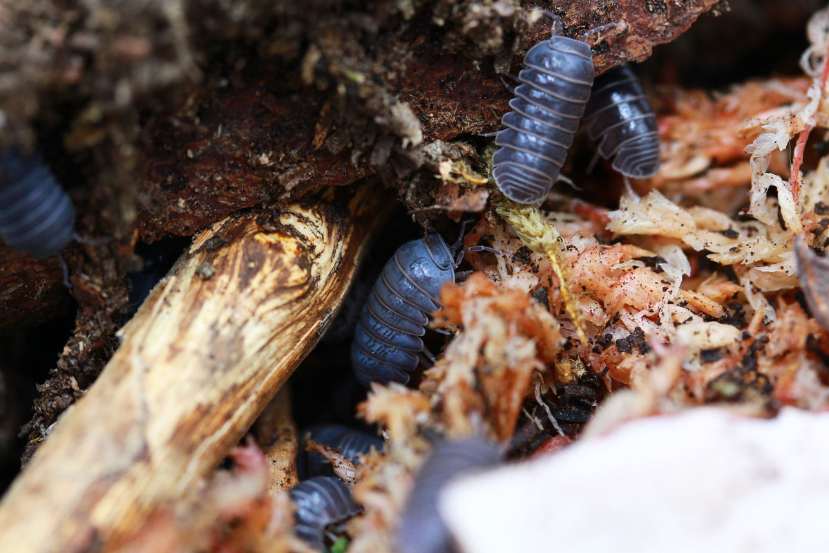 Mehrere Armadillo officinalis unter Rinde neben einer Mooszone