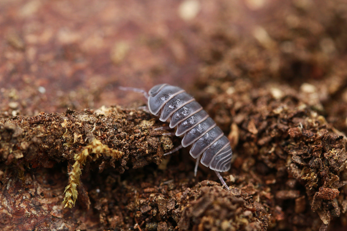 Spanische Rollassel Armadillo officinalis auf einem Holzstück