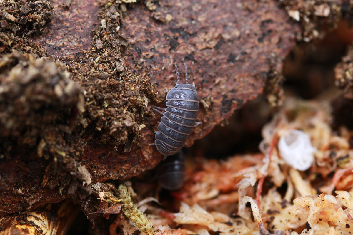 Armadillo officinalis zwischen Rinde und Moos im Terrarium