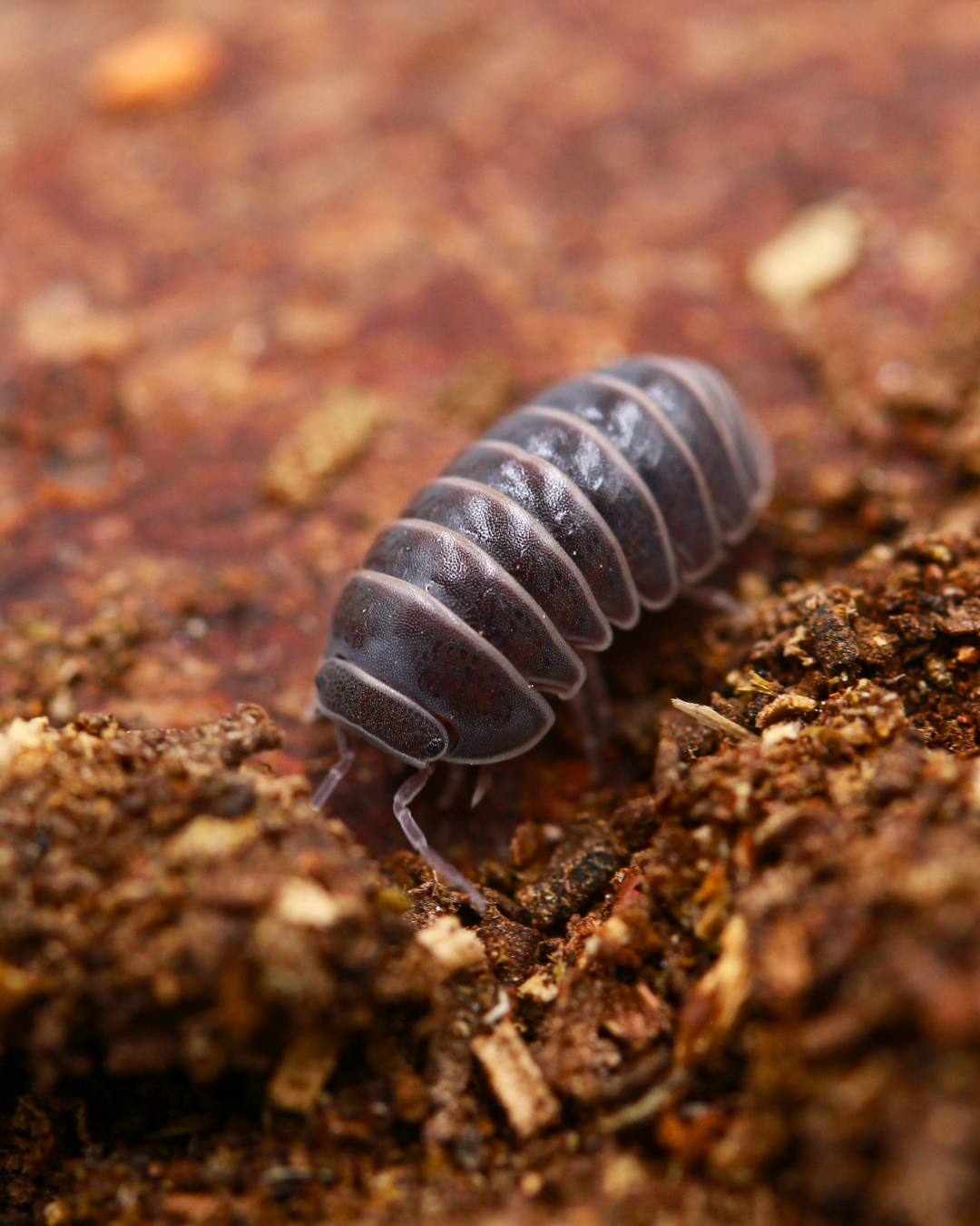 Armadillo officinalis mit hellen Segmenträndern auf Substrat in Nahaufnahme