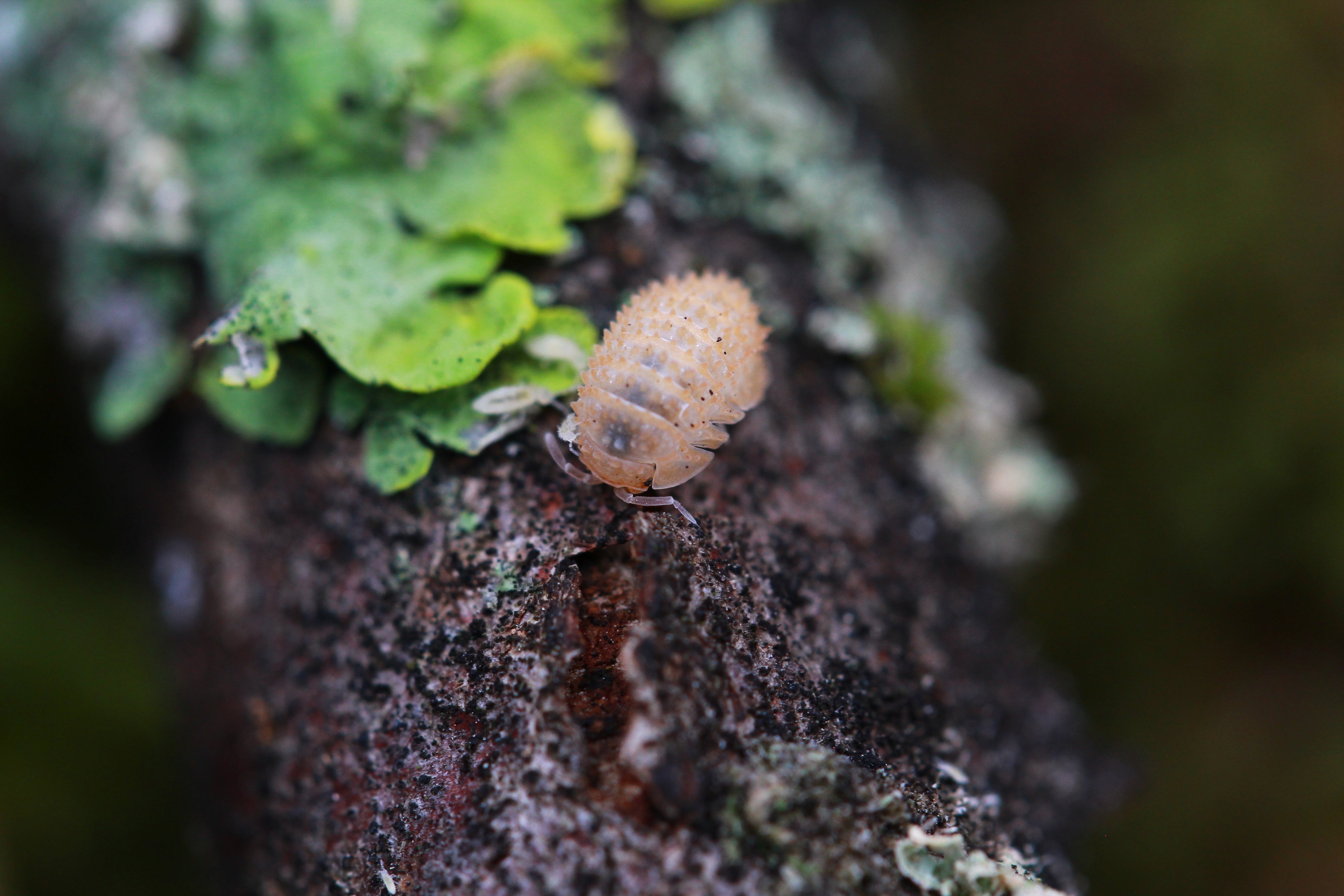 Cristarmadillidium muricatum