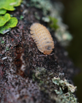 Cristarmadillidium muricatum