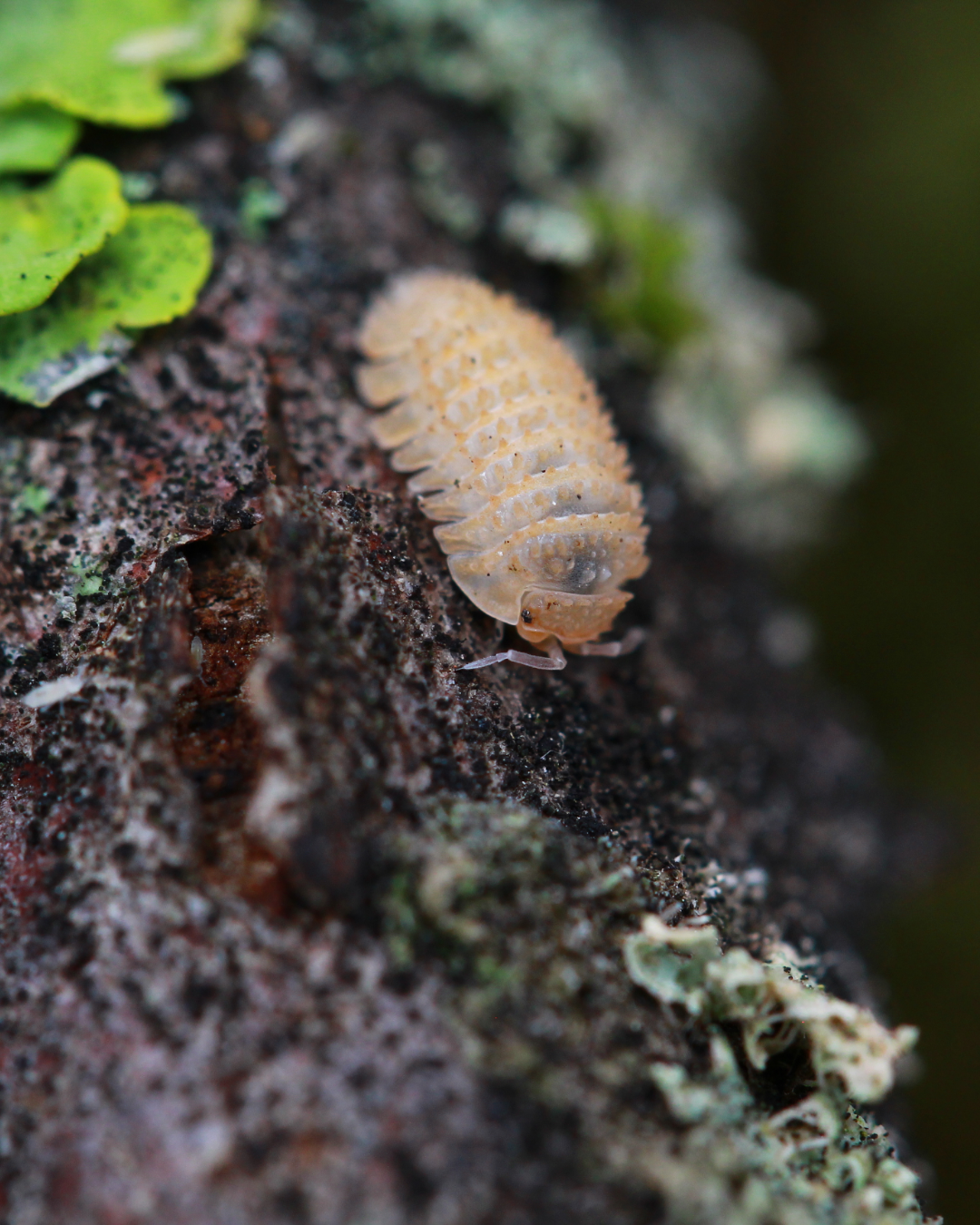 Cristarmadillidium muricatum