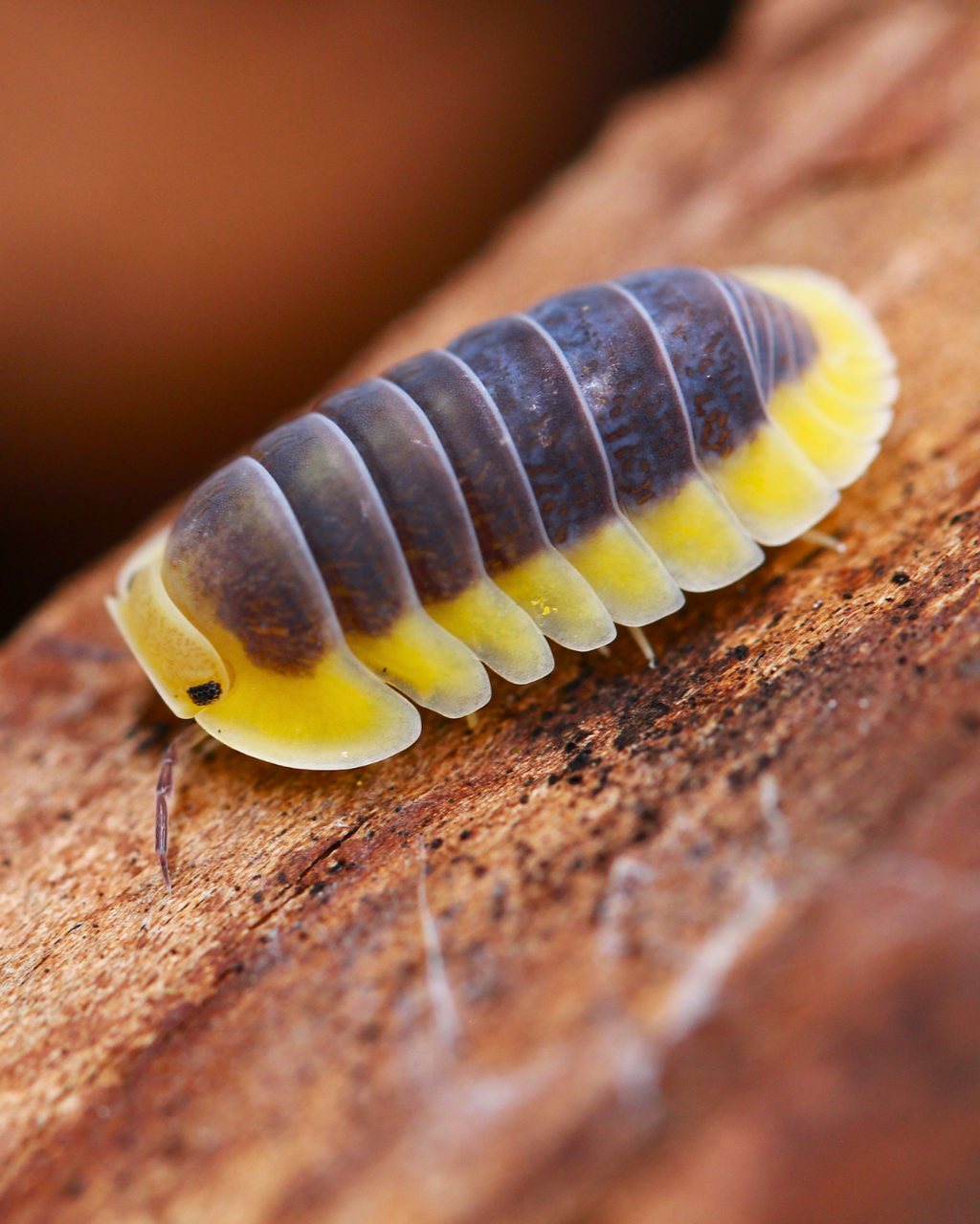 Cubaris sp. Lemon Blue mit blaugrauem Rücken und gelben Seitenrändern auf Holz