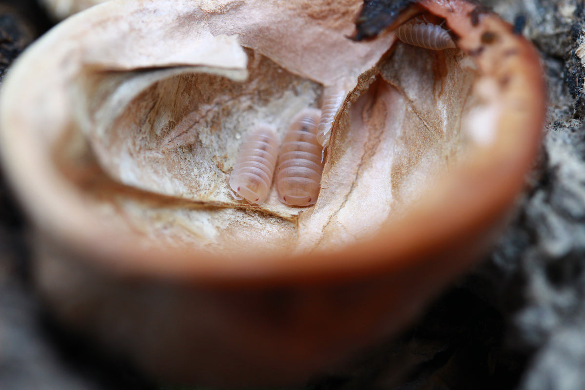 Einzelne Papaya-Assel in einer Schale mit trockenem Laub