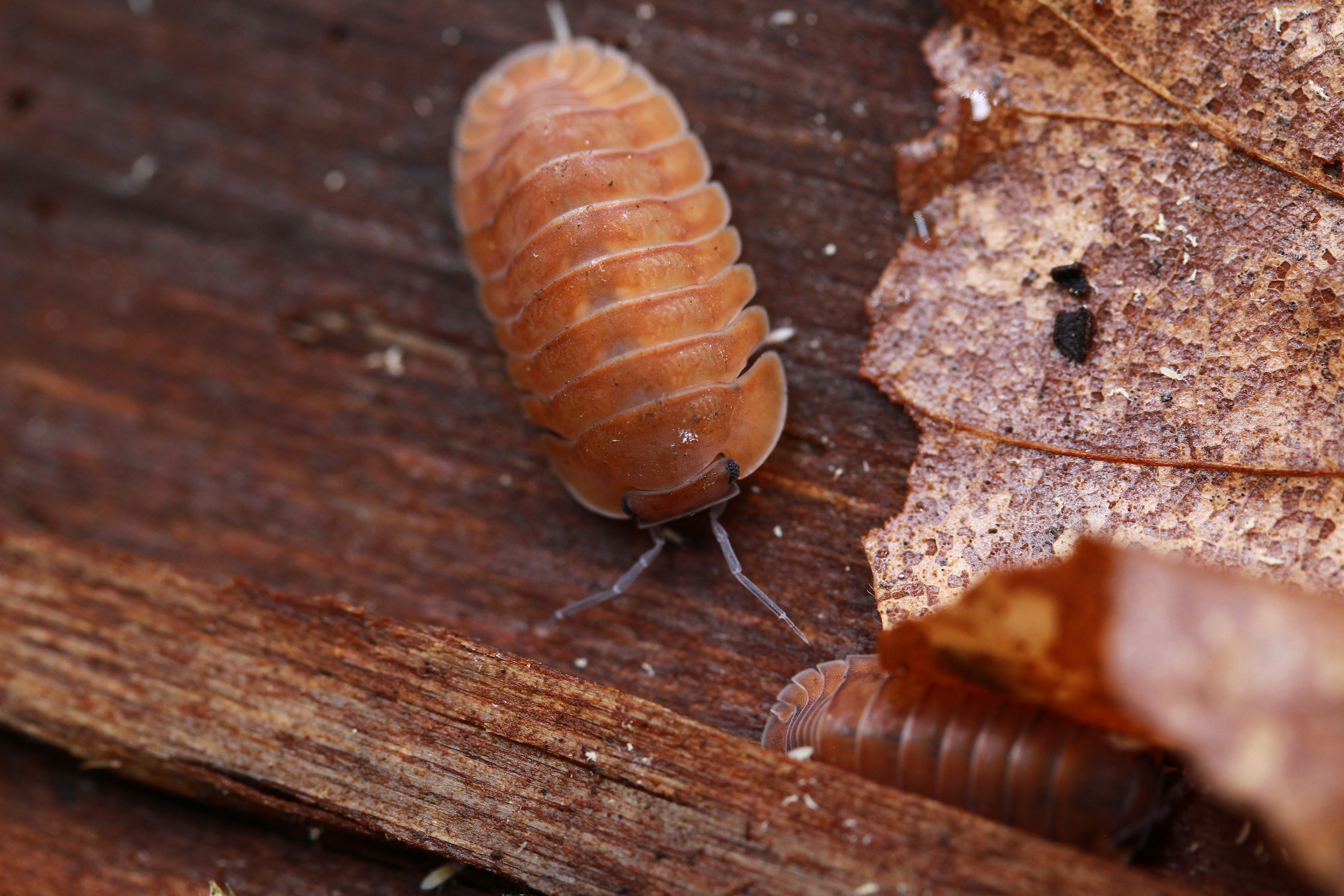 Orange Tiger | Cubaris sp.