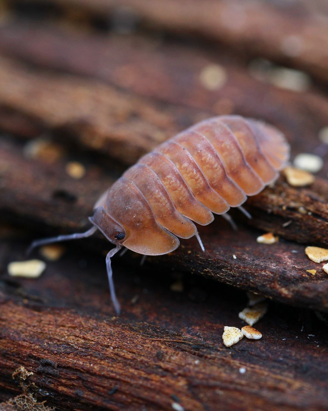Orange Tiger | Cubaris sp.