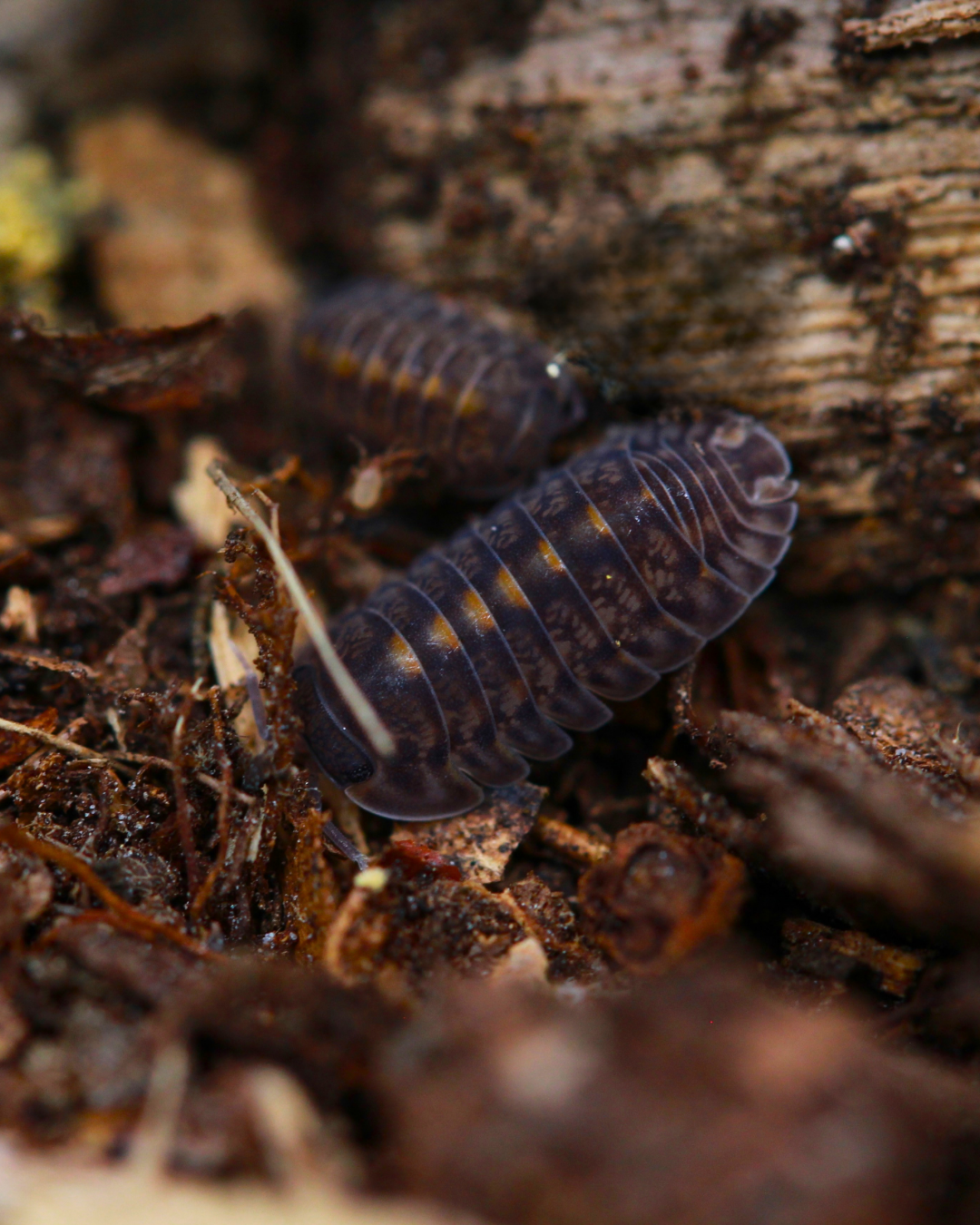 Cubaris sp. Platin Tung Song mit dunklen Segmenten und hellen Rändern zwischen Holzstücken
