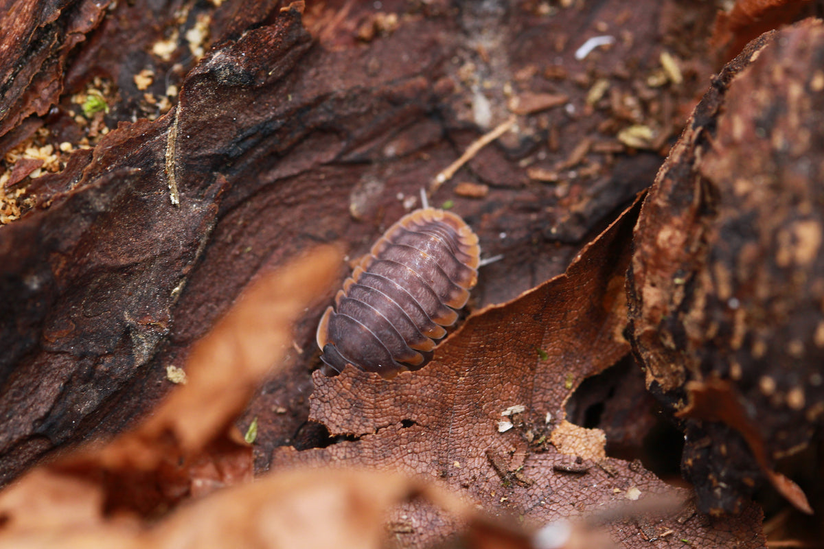 Cubaris sp. Red Edge in Rückenansicht zwischen Laub und Rinde
