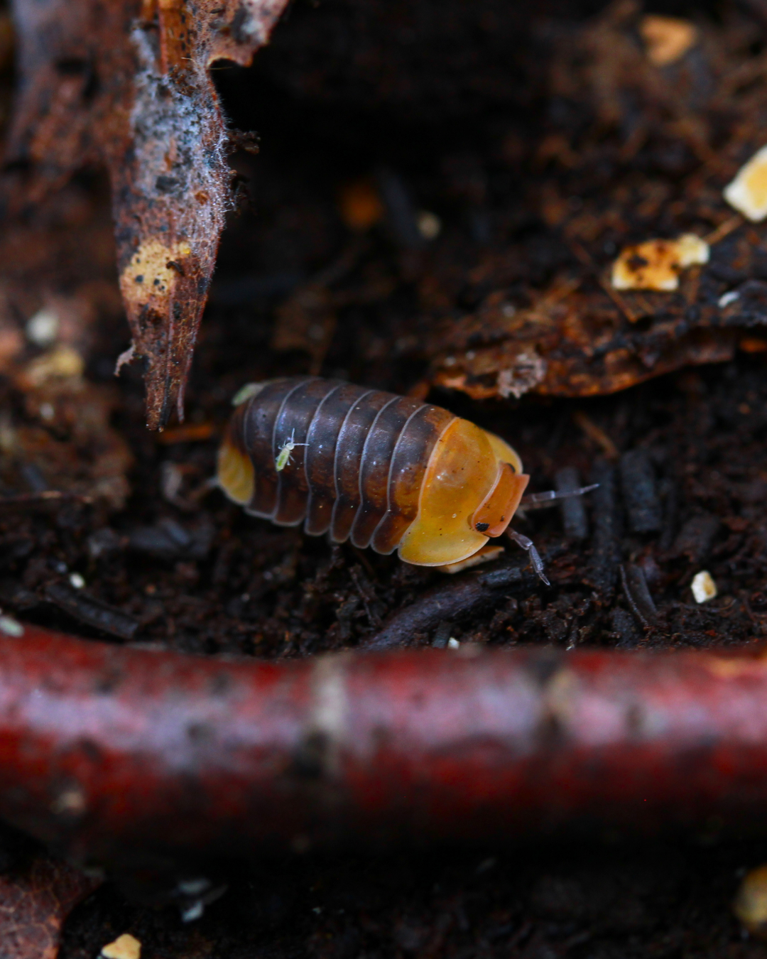 Rubber Ducky | Cubaris sp.