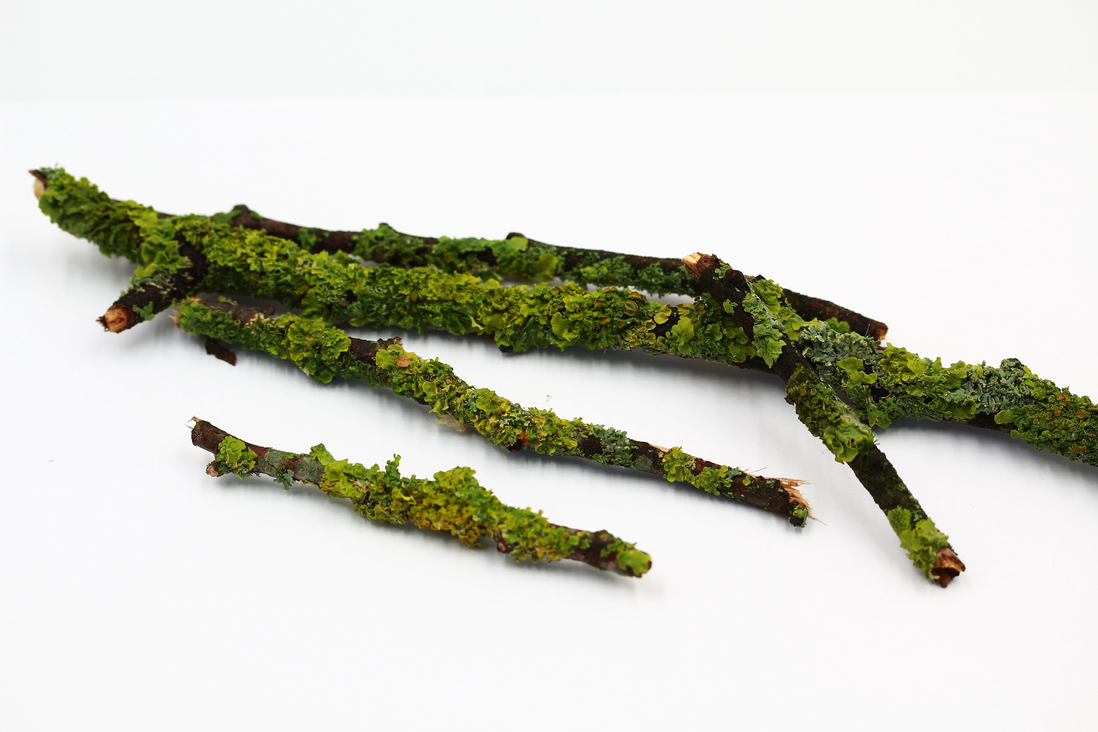 Flechten | Natürliches Beifutter für Asseln