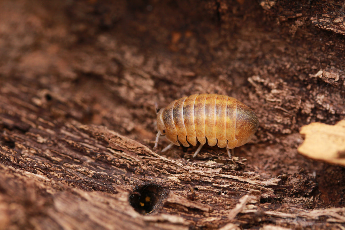 Helleria brevicornis mit braun-goldener Segmentzeichnung von der Seite