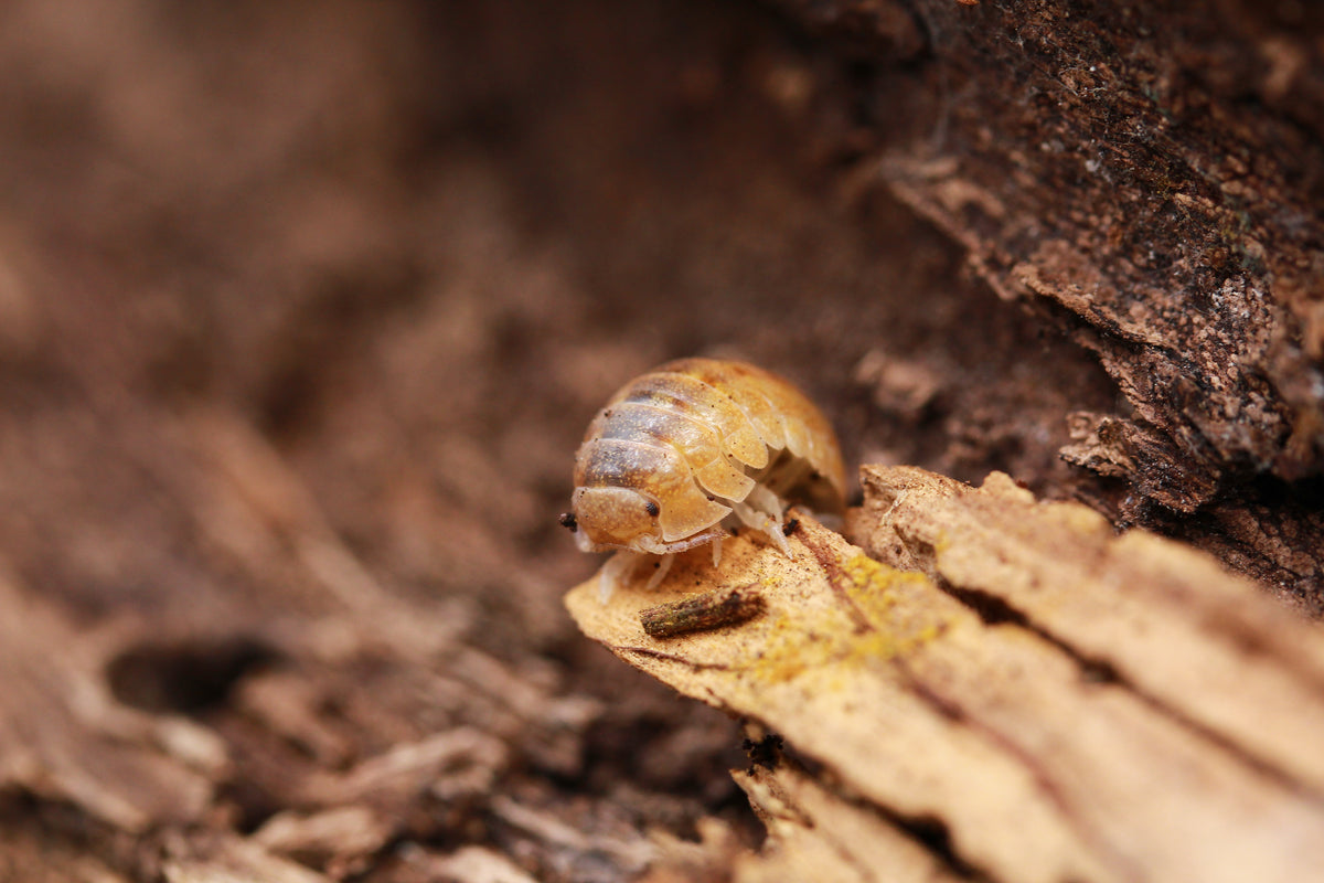 Riesen-Rollassel Helleria brevicornis auf einem trockenen Blatt