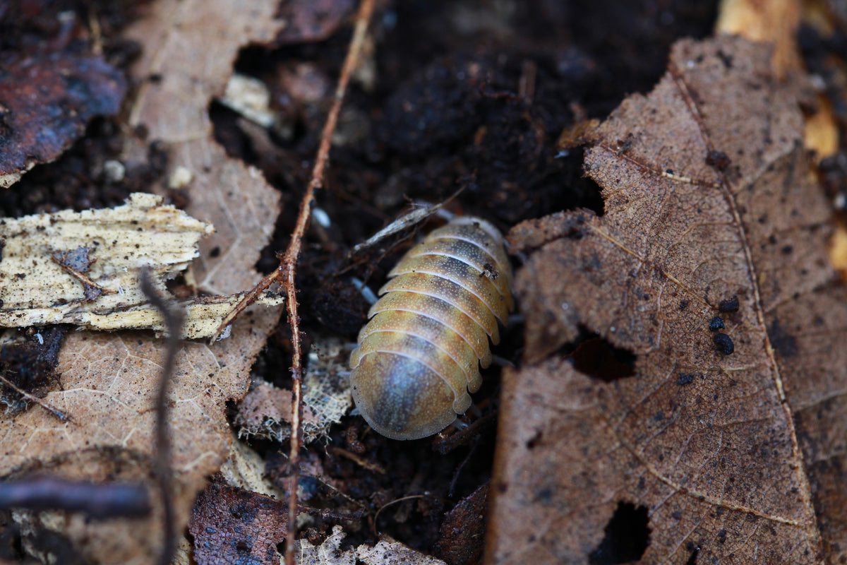 Helleria brevicornis zwischen Laub und Holzstücken auf dem Bodengrund