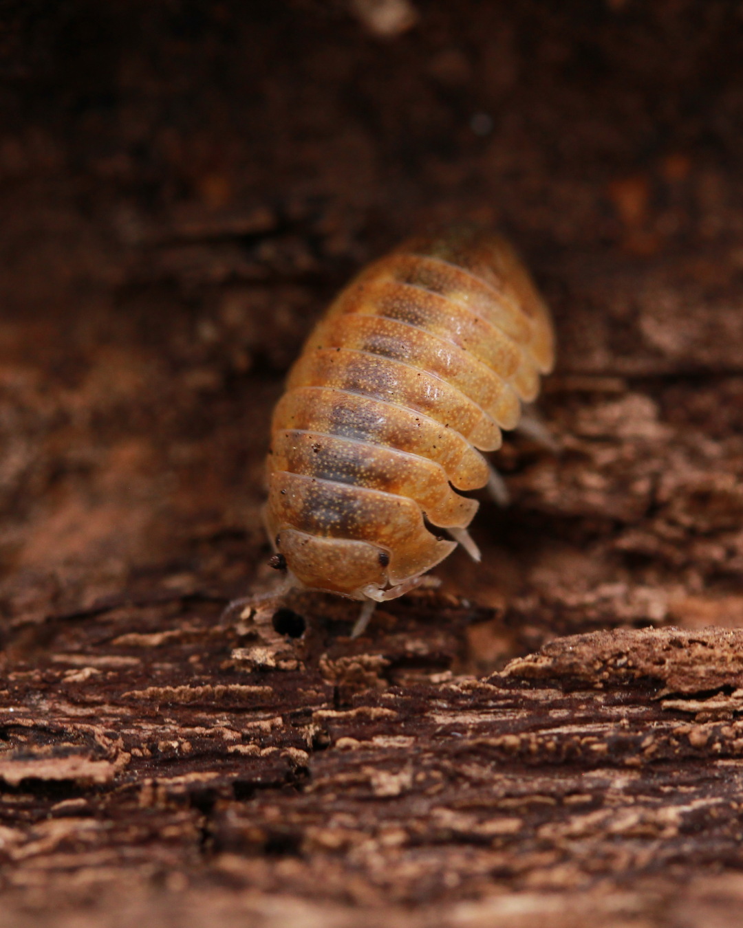 Helleria brevicornis – Riesen-Rollassel in der Draufsicht auf Rinde