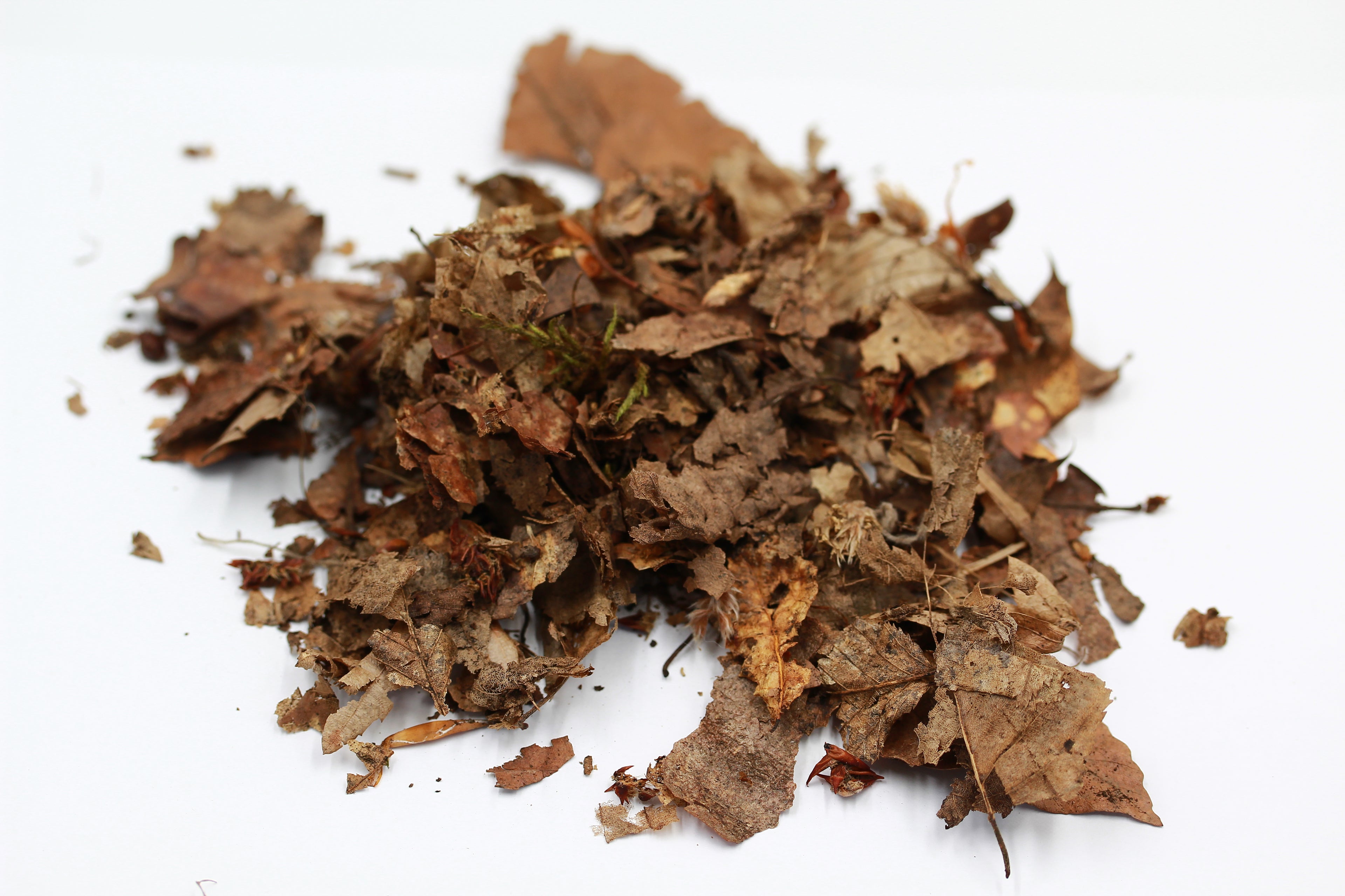 Waldlaub Mix