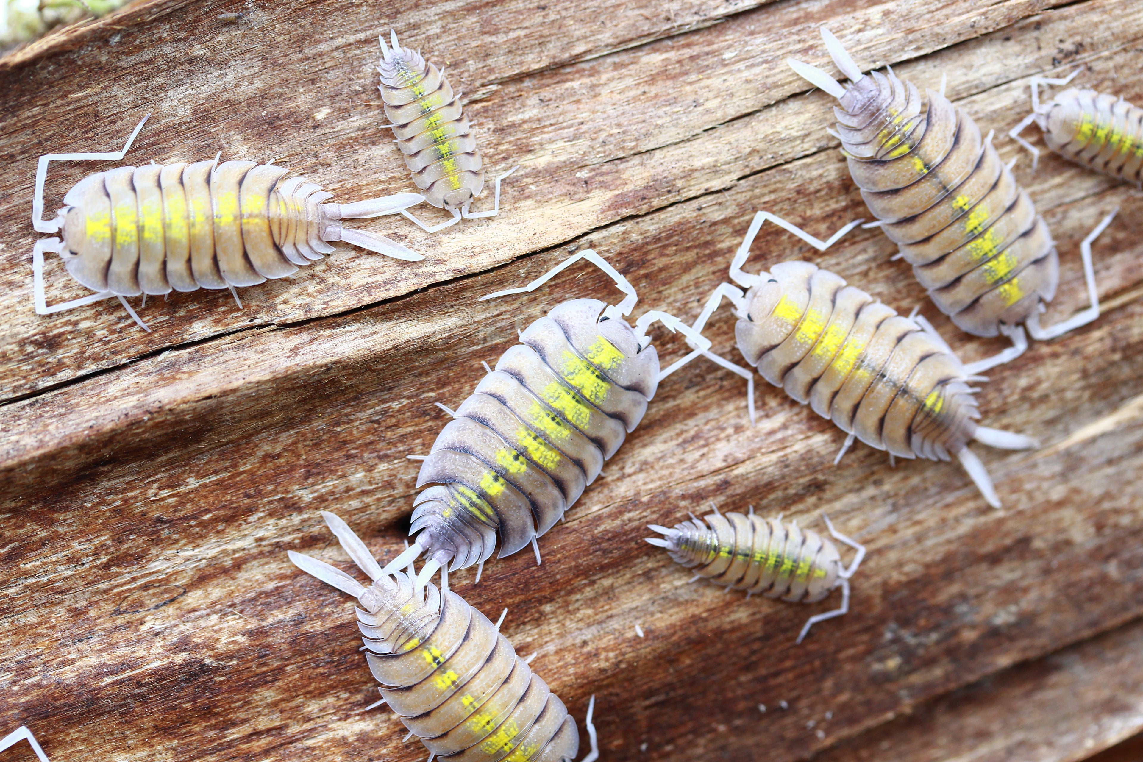 Yellow Ghost | Porcellio bolivari