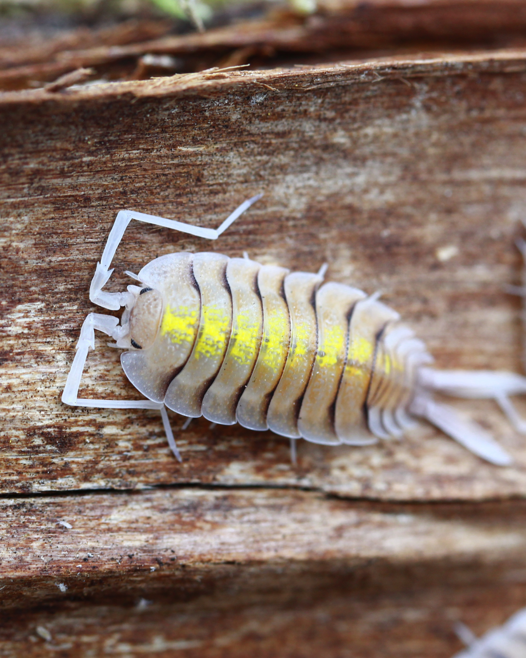 Yellow Ghost | Porcellio bolivari