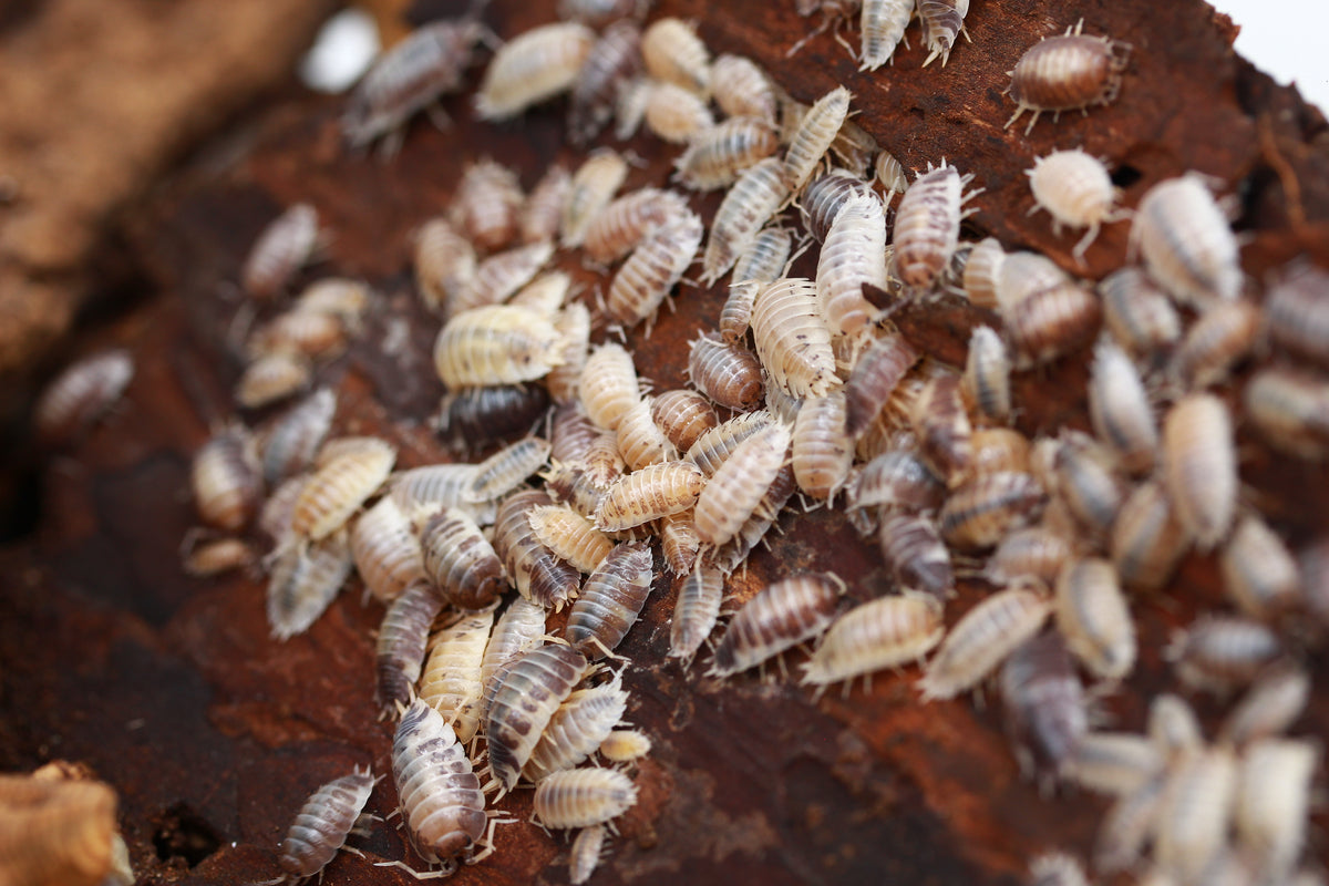 Gruppe unterschiedlich gefärbter Porcellio laevis auf einem Rindenstück