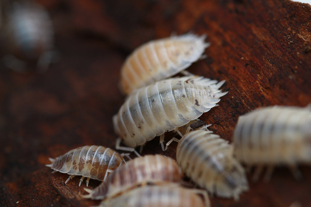 Porcellio laevis Mix mit hellen und gefleckten Asseln in Rückenansicht auf Rinde