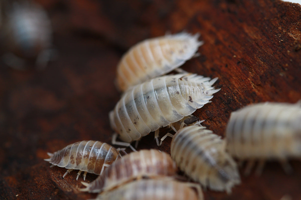 Porcellio laevis Mix mit hellen und gefleckten Asseln in Rückenansicht auf Rinde