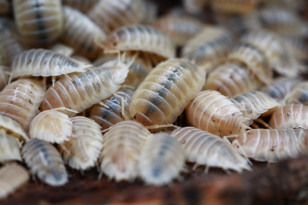 Nahaufnahme einer Gruppe Porcellio laevis White mit durchscheinenden Körpersegmenten