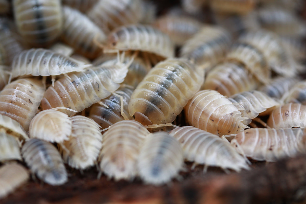 Nahaufnahme einer Gruppe Porcellio laevis White mit durchscheinenden Körpersegmenten