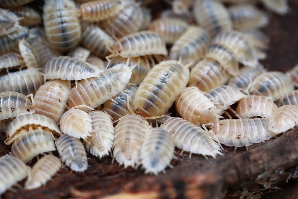 Gruppe weißlicher bis cremefarbener Porcellio laevis White auf Rinde