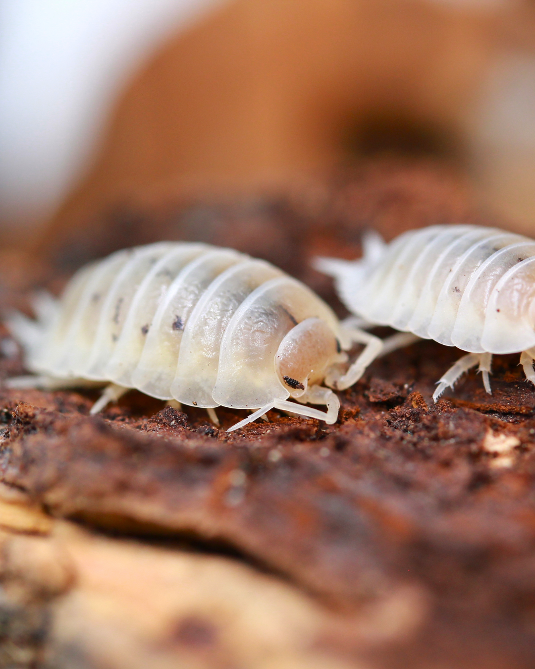 Porcellio laevis White mit weißlichem Panzer und dunklen Augen auf Rinde