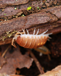 Tangerine Dream | Porcellio pseudornatus