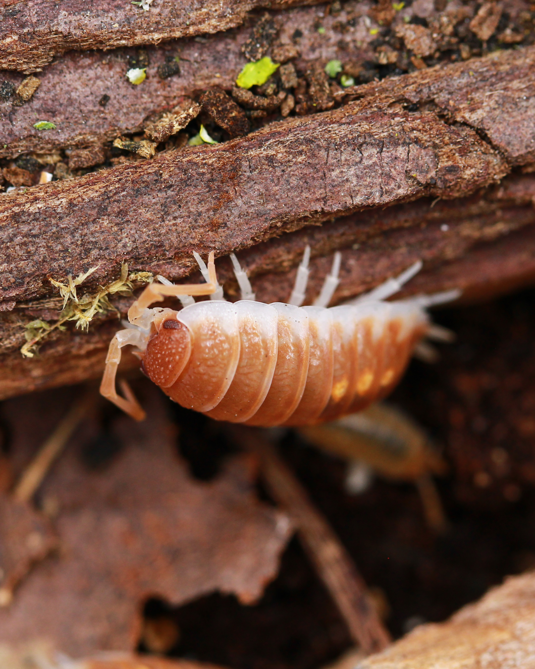 Tangerine Dream | Porcellio pseudornatus