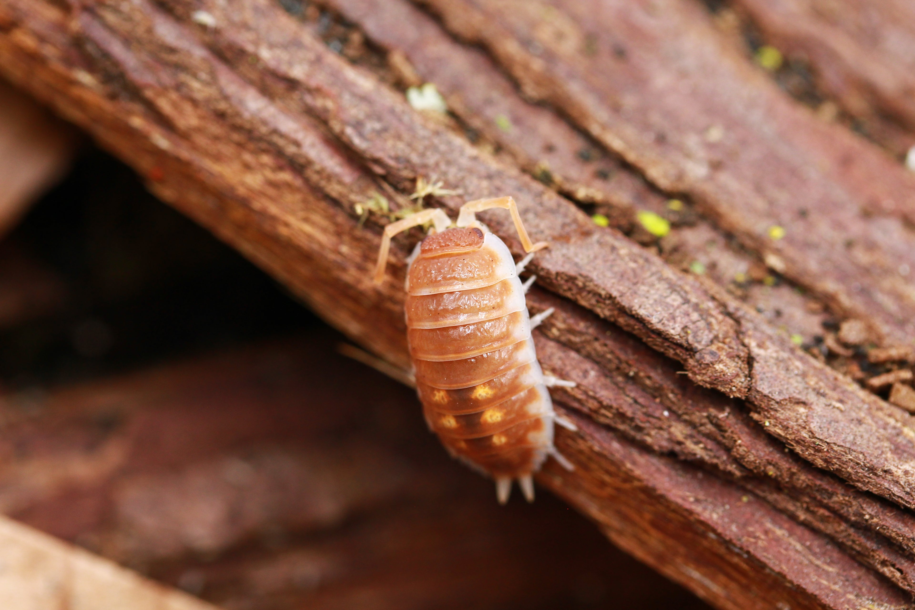 Tangerine Dream | Porcellio pseudornatus