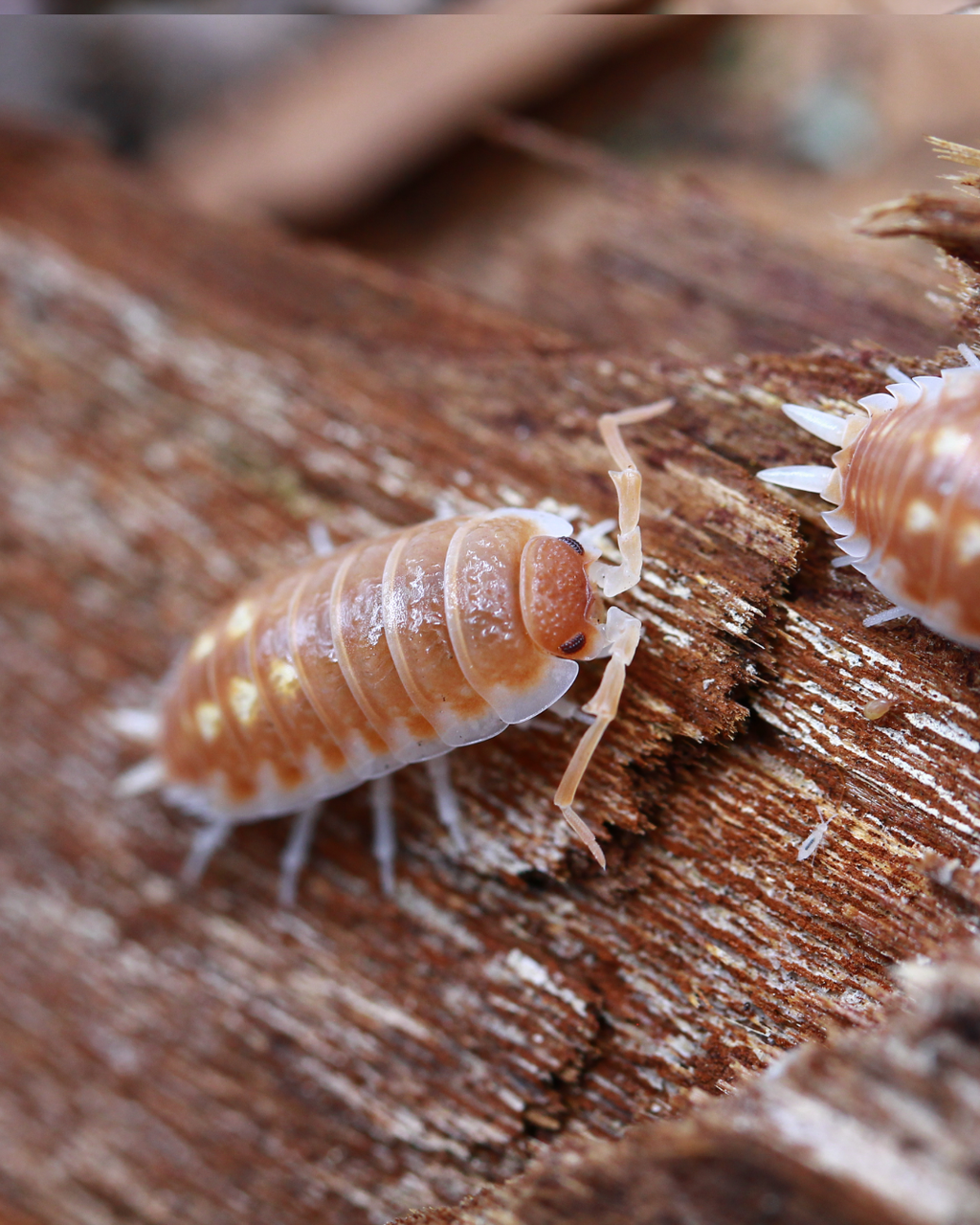 Tangerine Dream | Porcellio pseudornatus