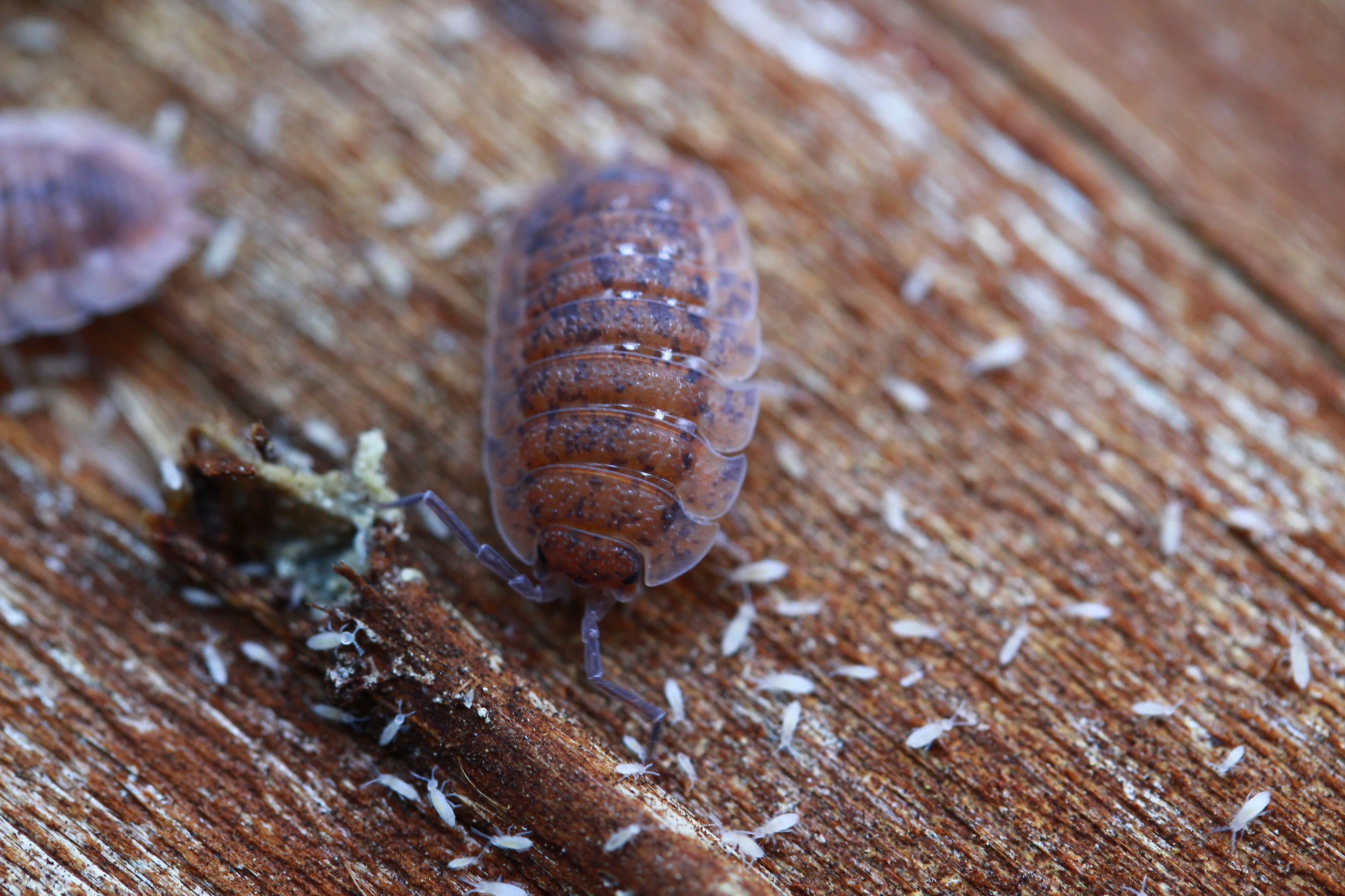 Lava | Porcellio scaber