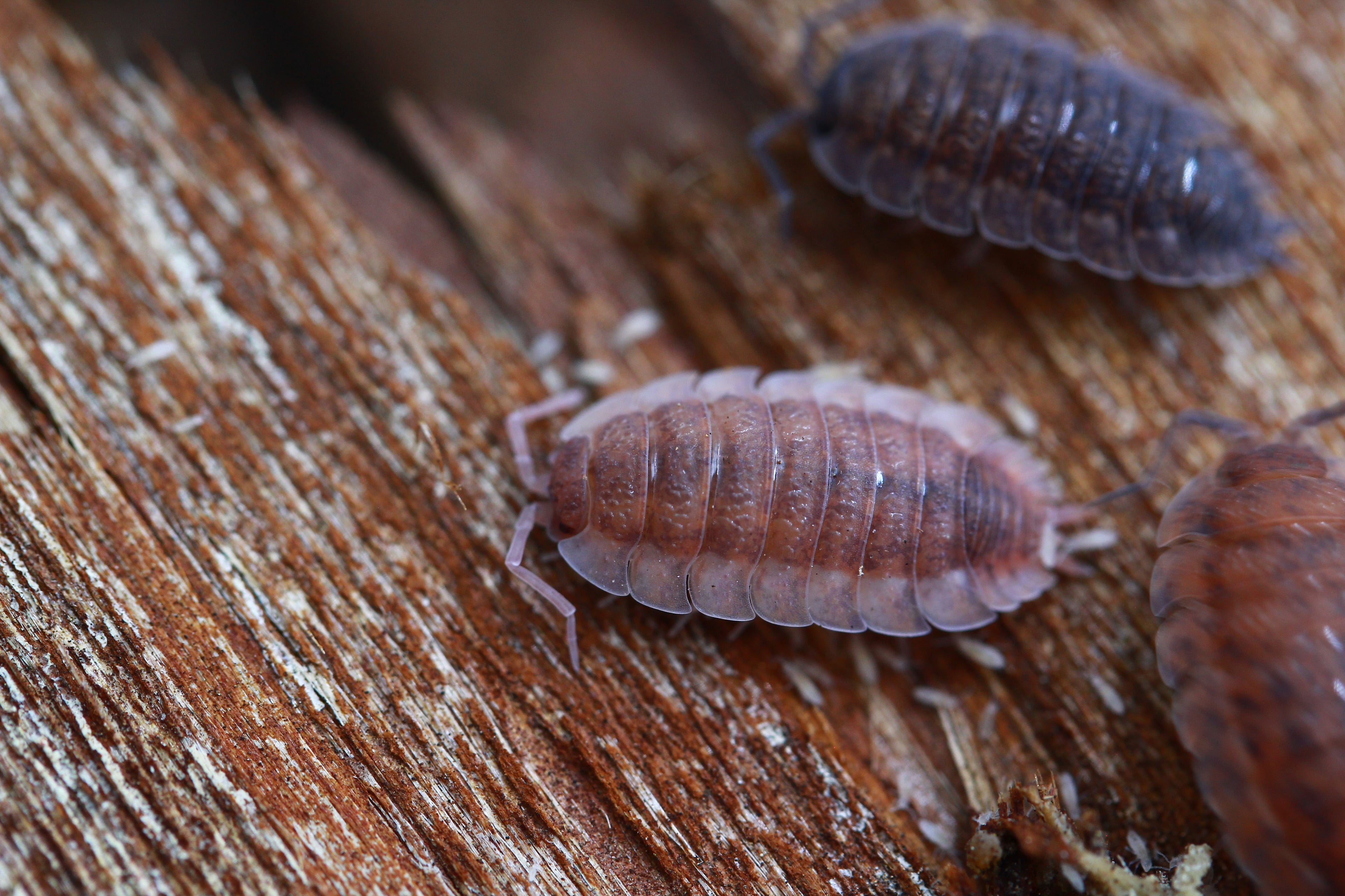 Lava | Porcellio scaber