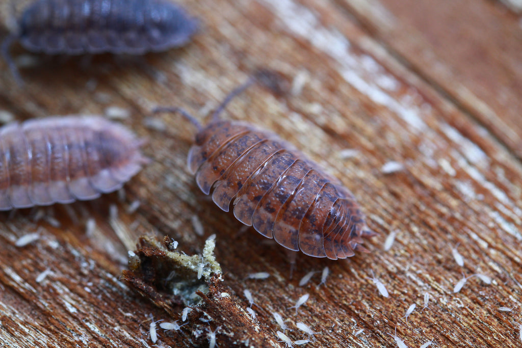 Lava | Porcellio scaber